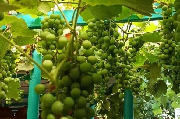 Гостевой дом «Инжир»