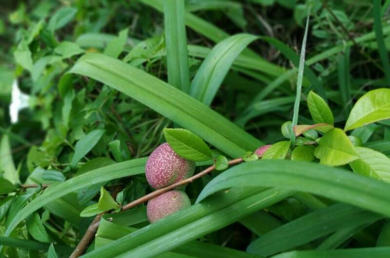 Гостевой дом «Яблоневый сад»